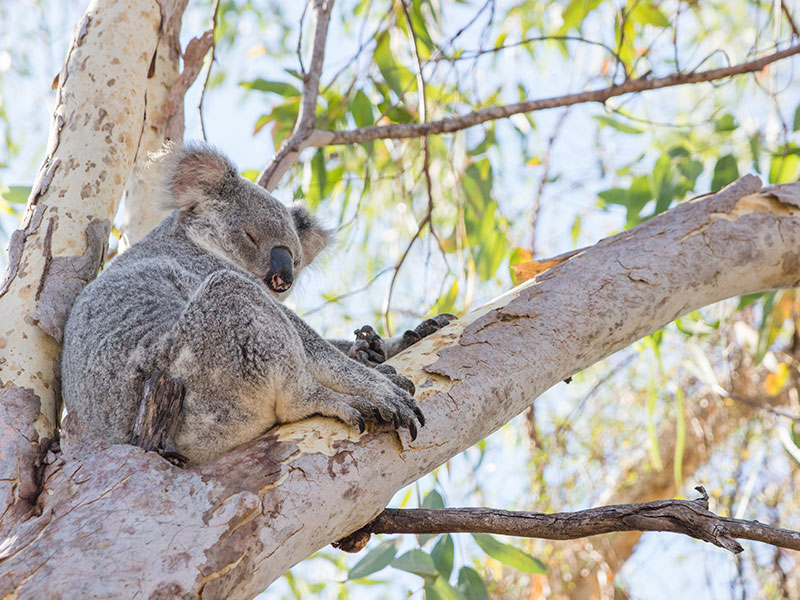 Koala on Magnetic Island – another local.